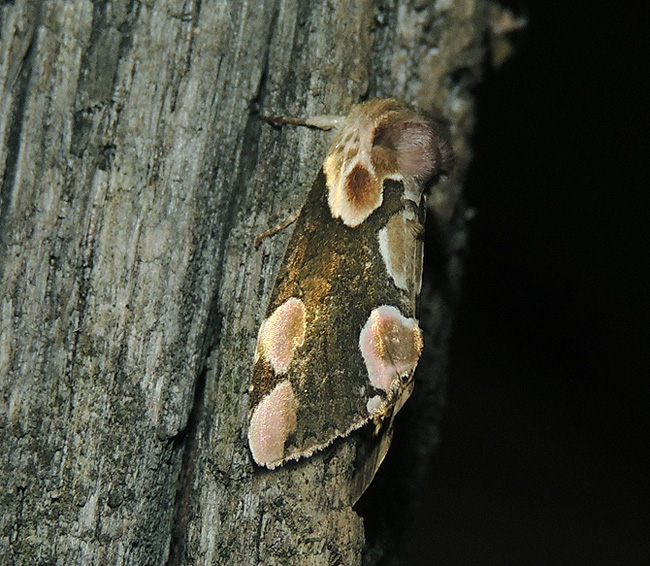 Thyatira batis Drepanidae